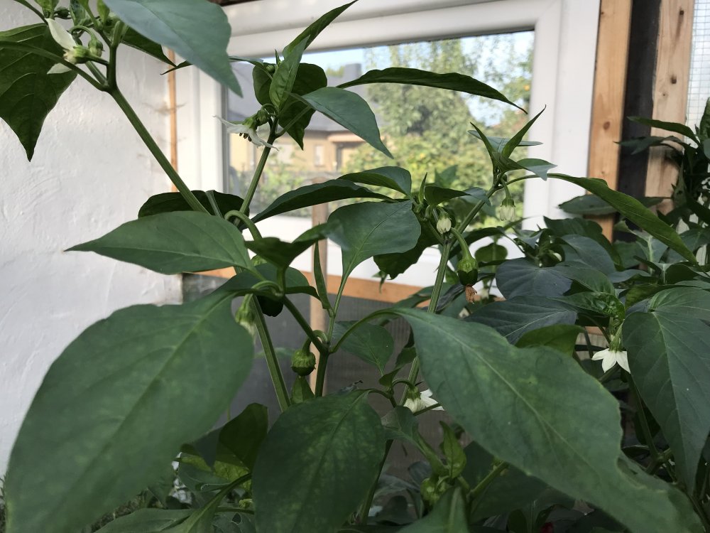 Paprika