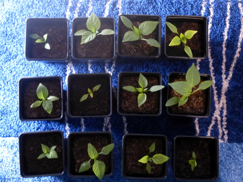 Paprikas_20130403