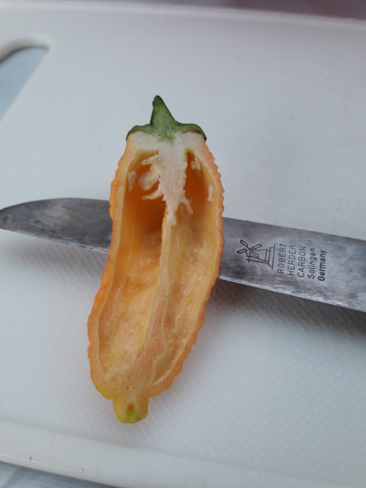 Peach Ghost Jami (2)