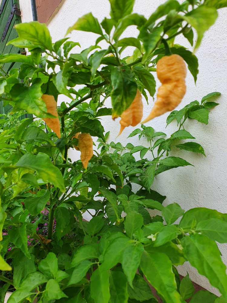 Peach X DD | Chiliforum - Chili-Pepper.de