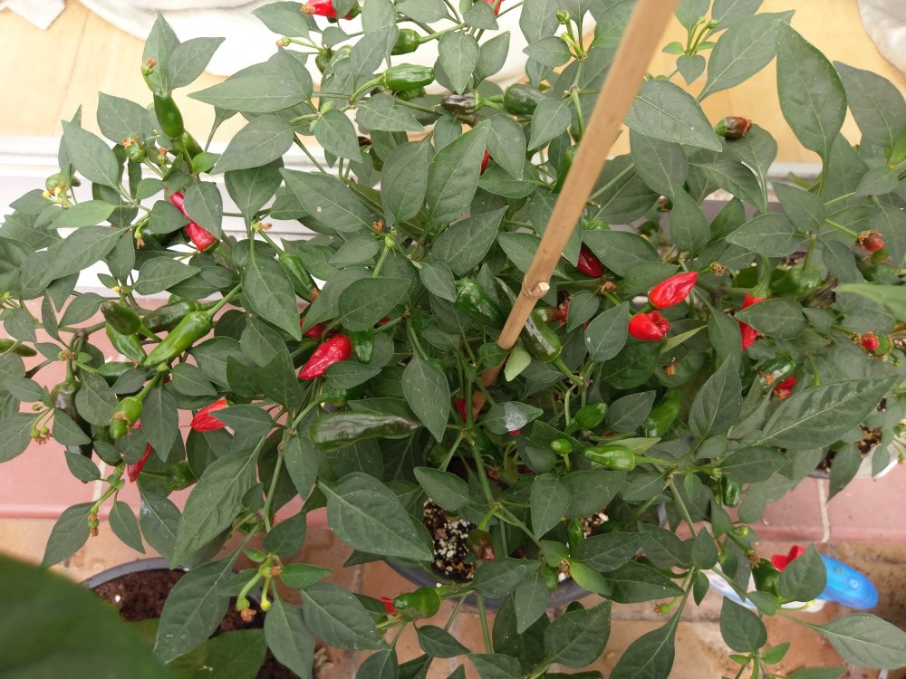 Peperoni Gartencenter