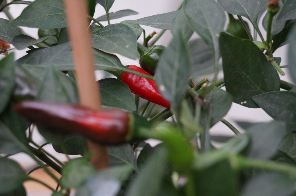 Peperoni Gartencenter