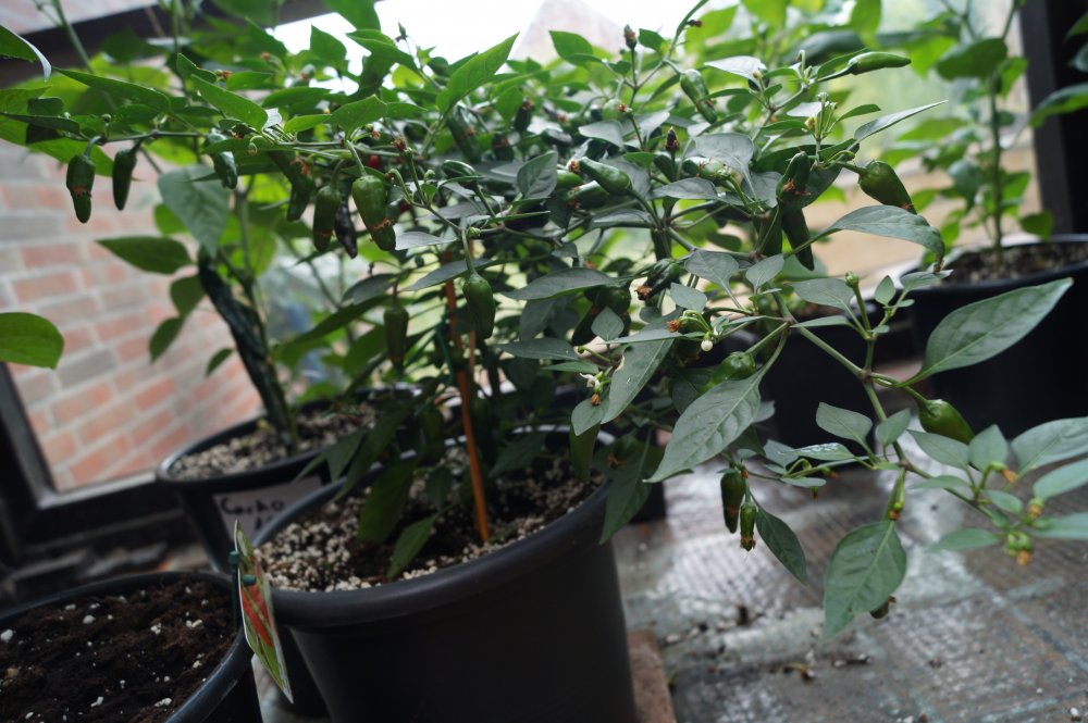 Peperoni Scharf (Gärtnerei)