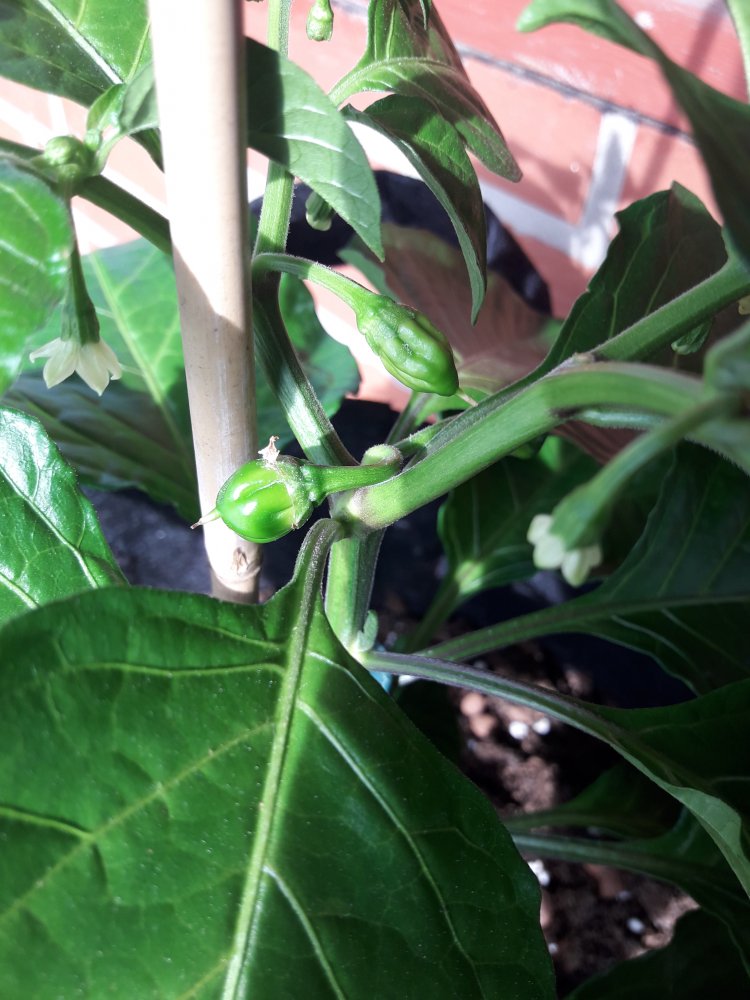 Peti Miris Fruchtansätze