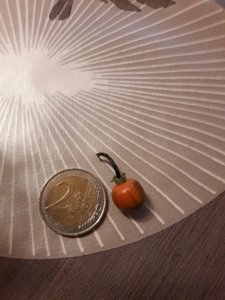 Peti Miris Gelb-Orange