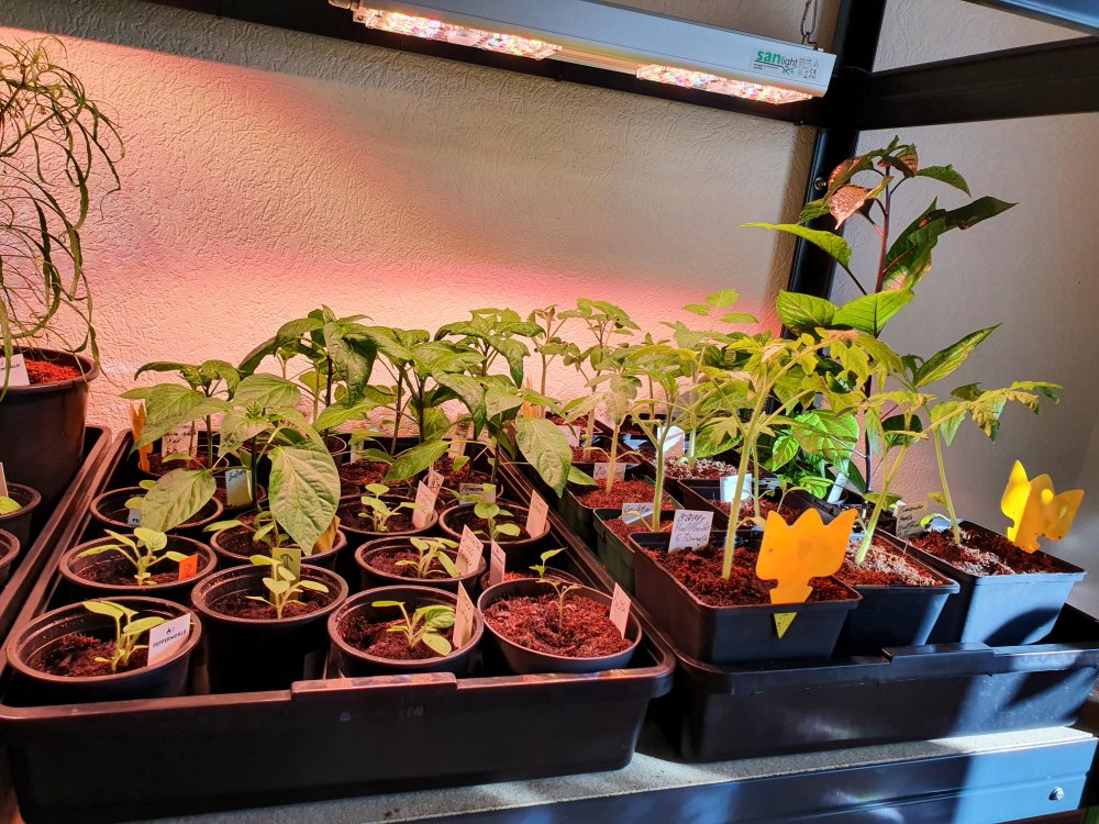 Physalies/Tomaten /Paprika
