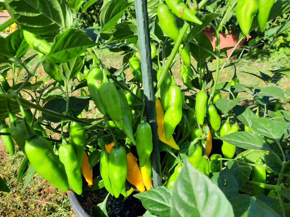 PI215734 080822 02.jpg