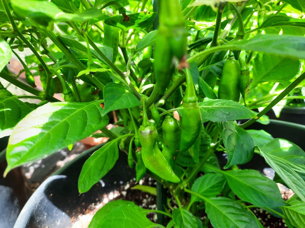 PI215734 110722b.jpg