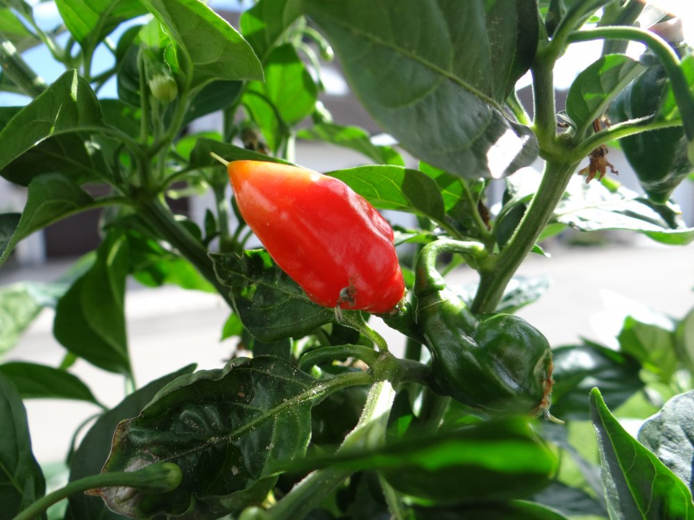 Piaozinho Beere 1.JPG