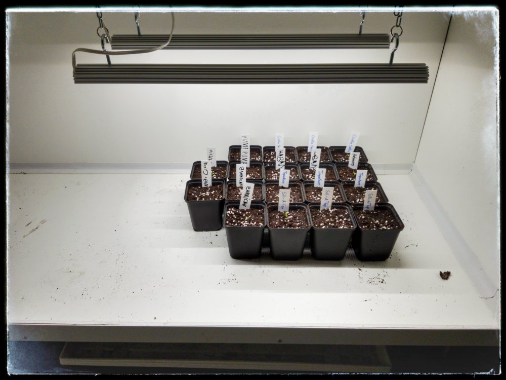 Pikierte Chilis in Growbox