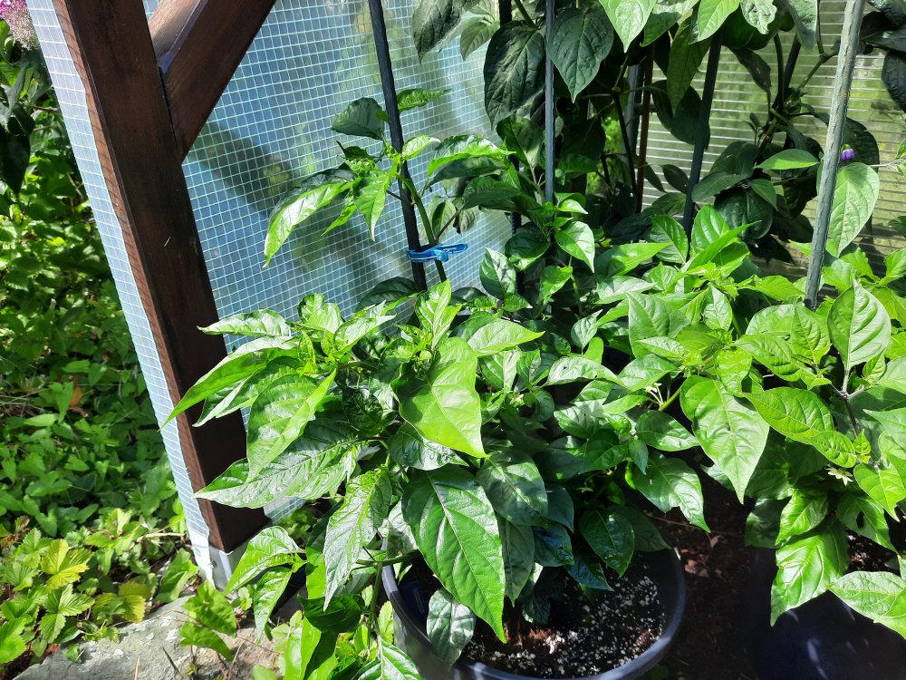 Piment Vegetarien 110722a.jpg