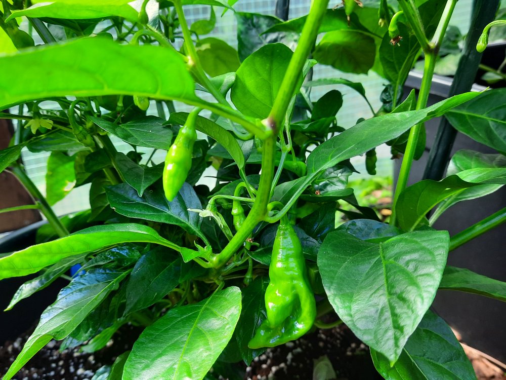 Piment Vegetarien 110722b.jpg