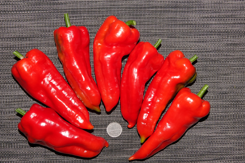 Pimenta da Terra-11-10-21.JPG