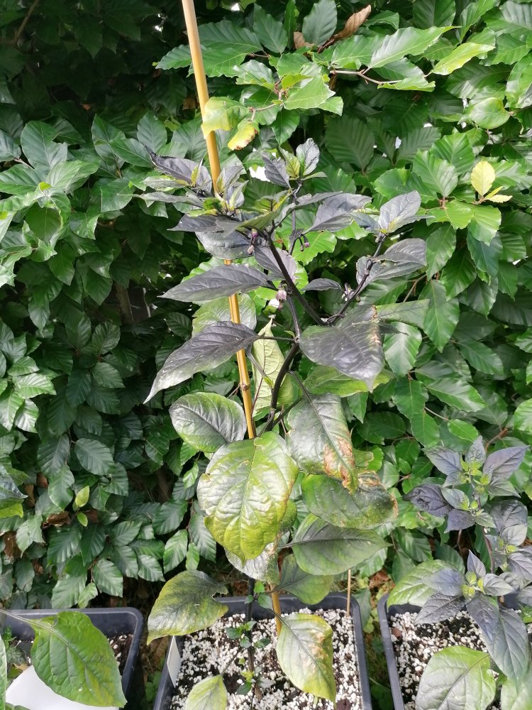 Pimenta de Neyde.jpg