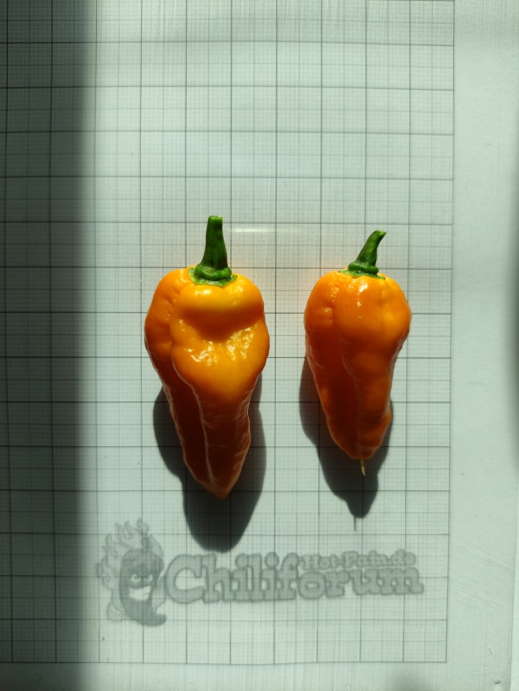 Pimenta Lisa X Fatalii IMG_20210411_094622.jpg