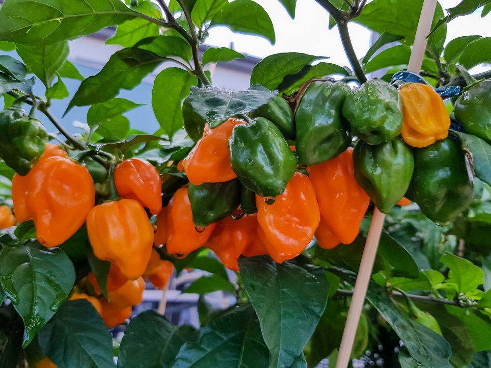 Pimenta Preta Beeren