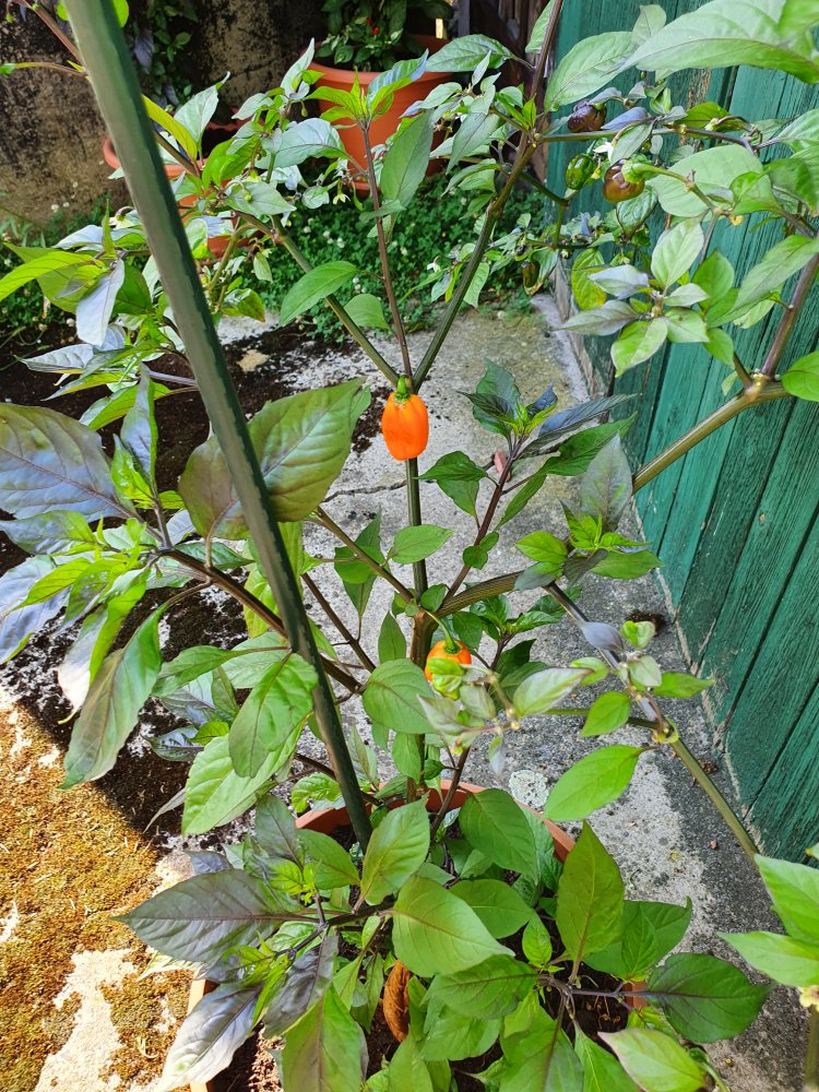 Pimenta Preta