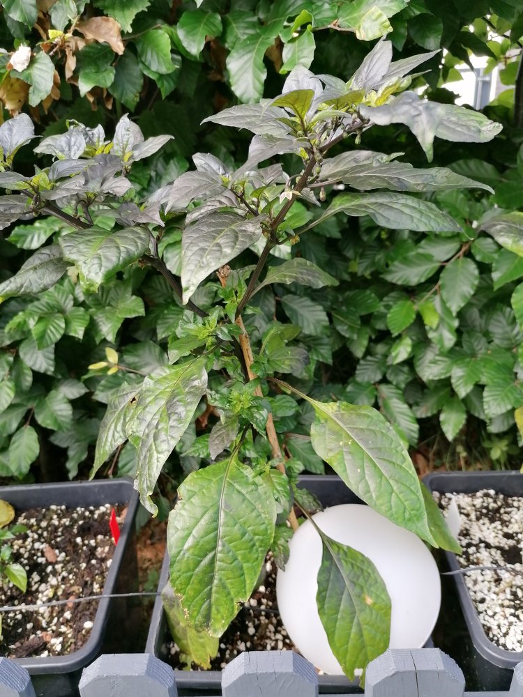 Pimenta Puma Prime.jpg