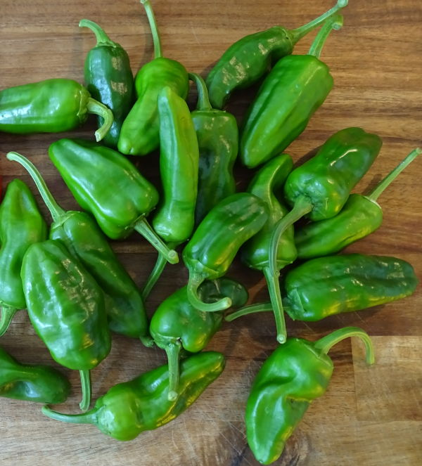 Pimiento de Padron