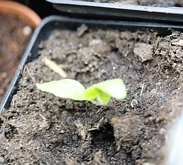 Ping Tung long | Chiliforum - Chili-Pepper.de