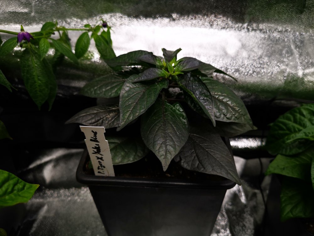 Pink Tiger X Yaki Blue