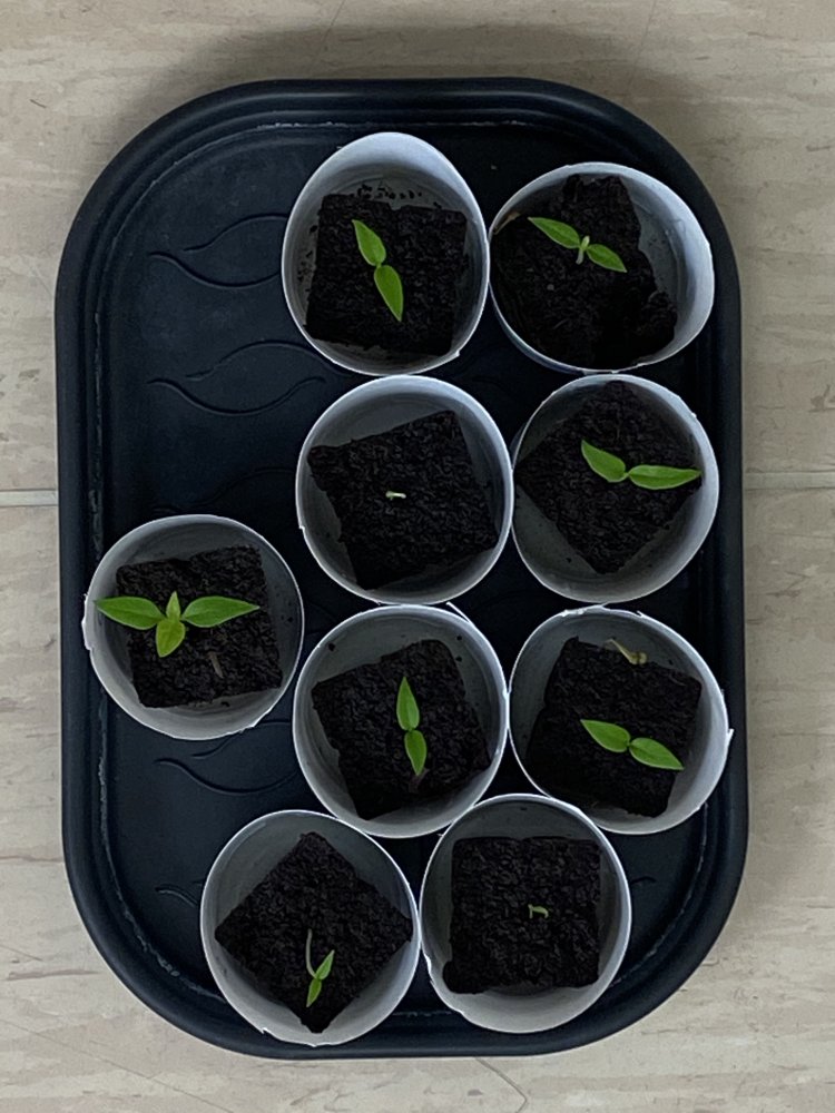 Projekt Real Fatalii