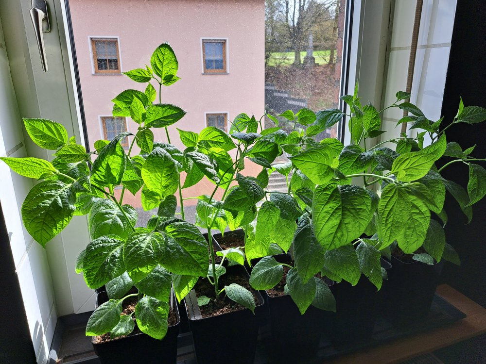 Pubescens 290323.jpg