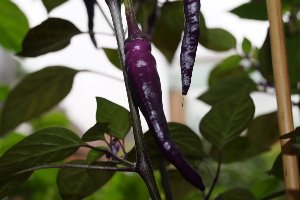 Purple Cayenne