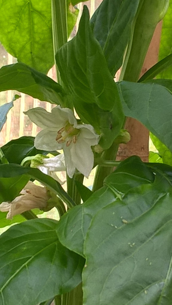 Pusztagold, Blüte