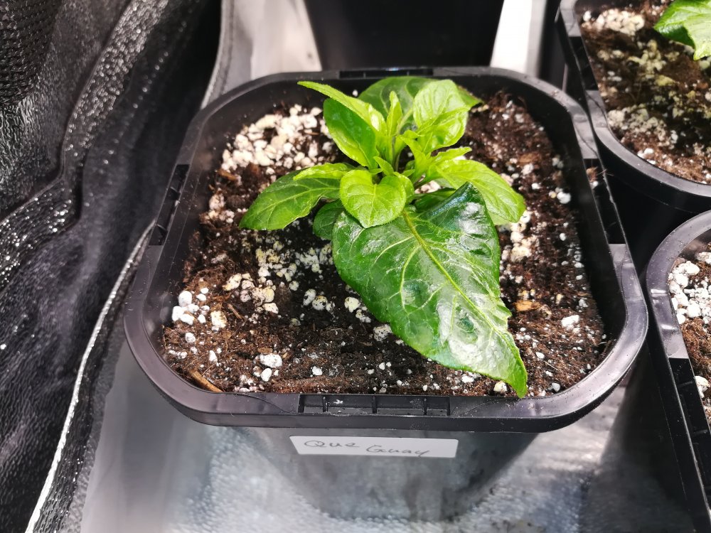 queguay.jpg Chiliforum ChiliPepper.de