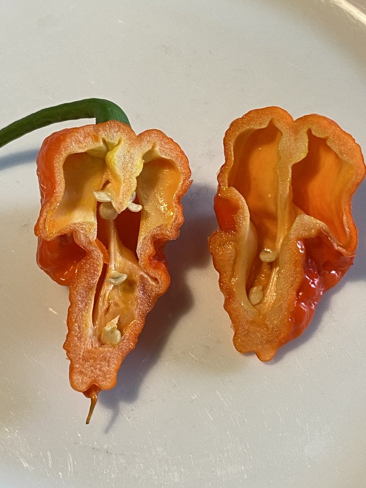Rachenreibe, Frucht aufgeschnitten