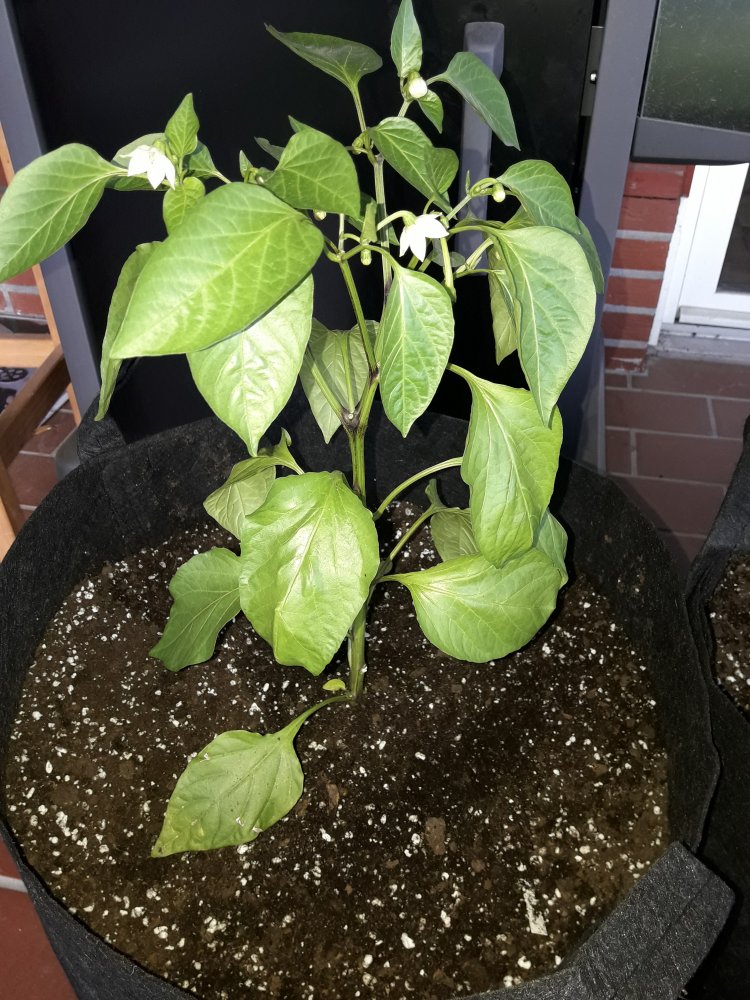 Ramiro Paprika (Mai)