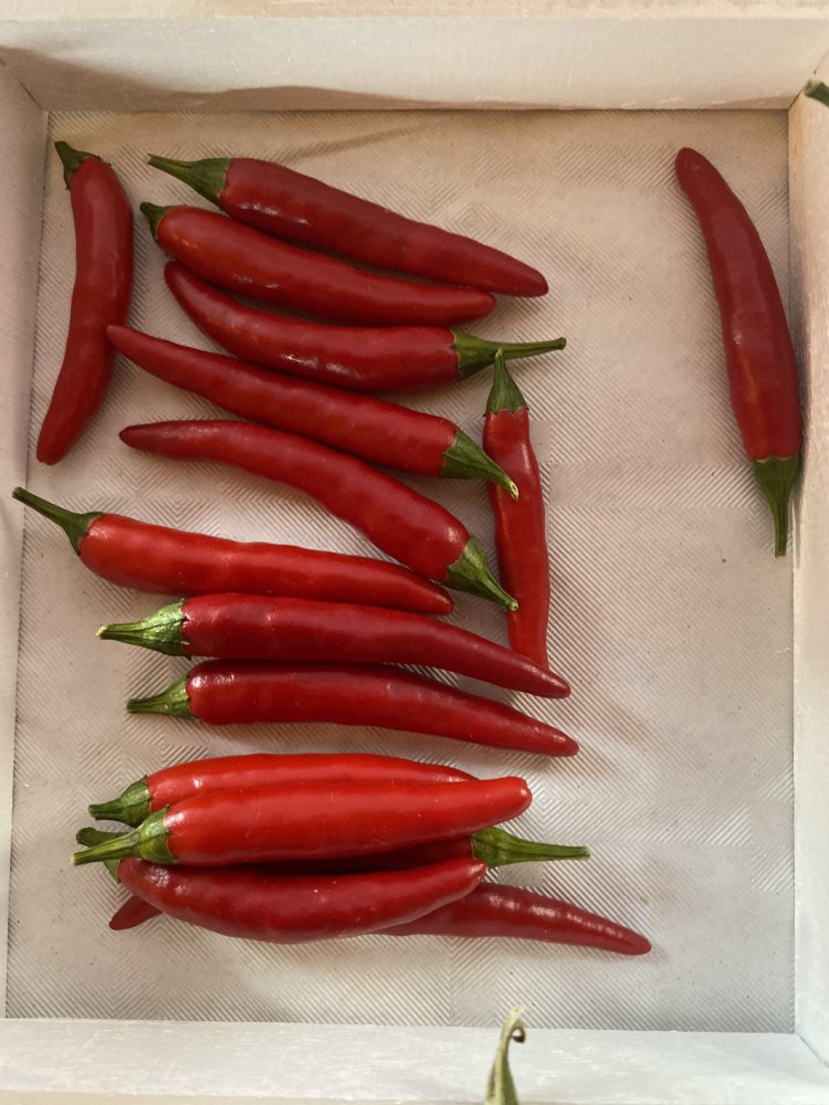 Mit Foto Rawit Red ChiliPepper.de die