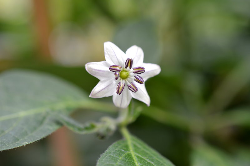 RBB Blüte Weiß 09072018