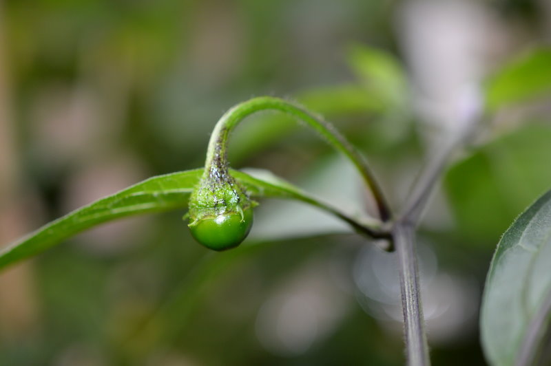 RBB Fruchtansatz 13092018