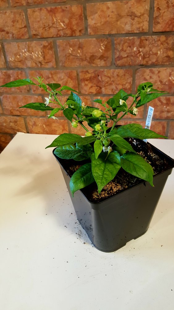 Red Savina