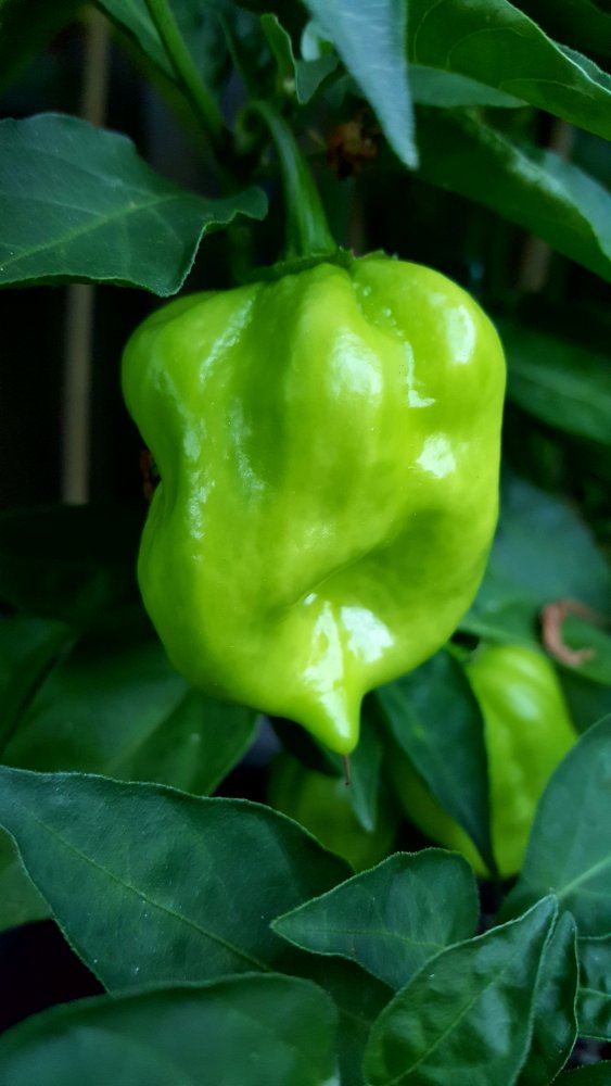 Red Savina