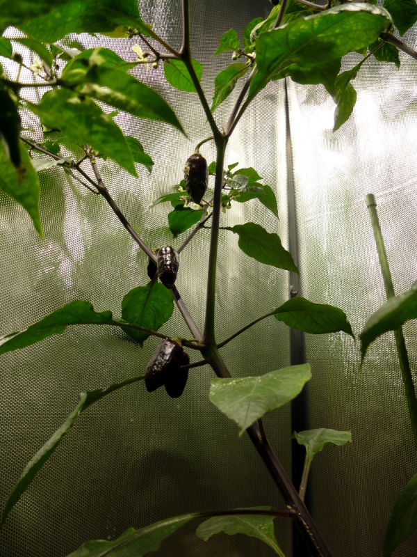 Red_Thunder_F4_Beeren_20140215