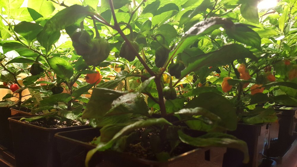 Reife Beeren