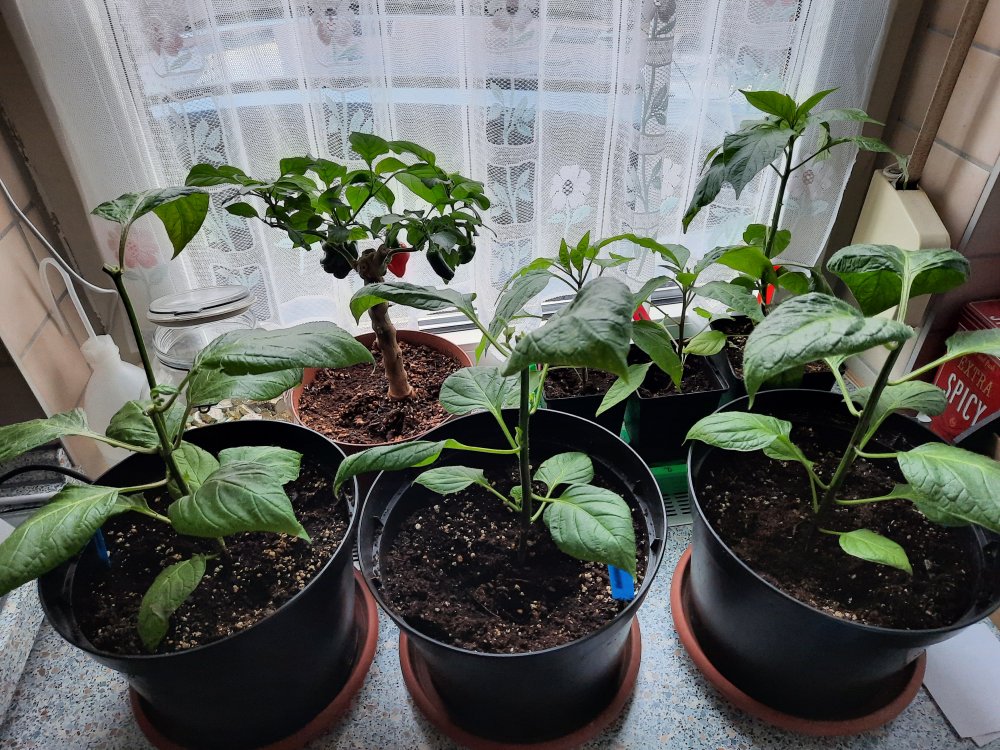 Rocoten - gestutzt 23032021