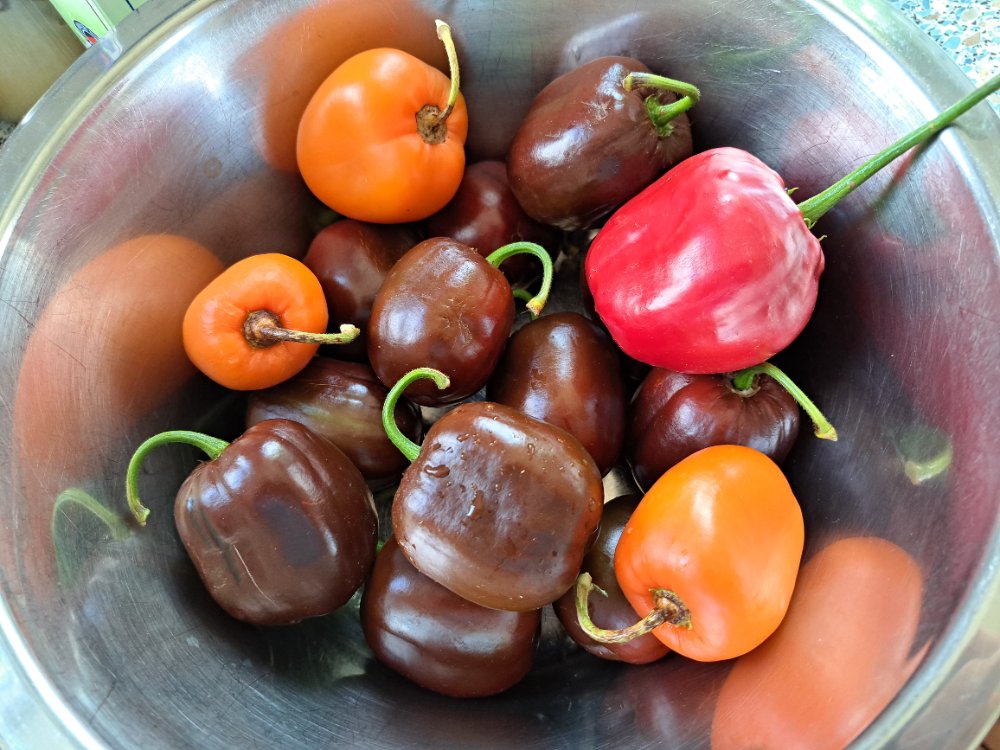 Rocoto 040924 01.jpg