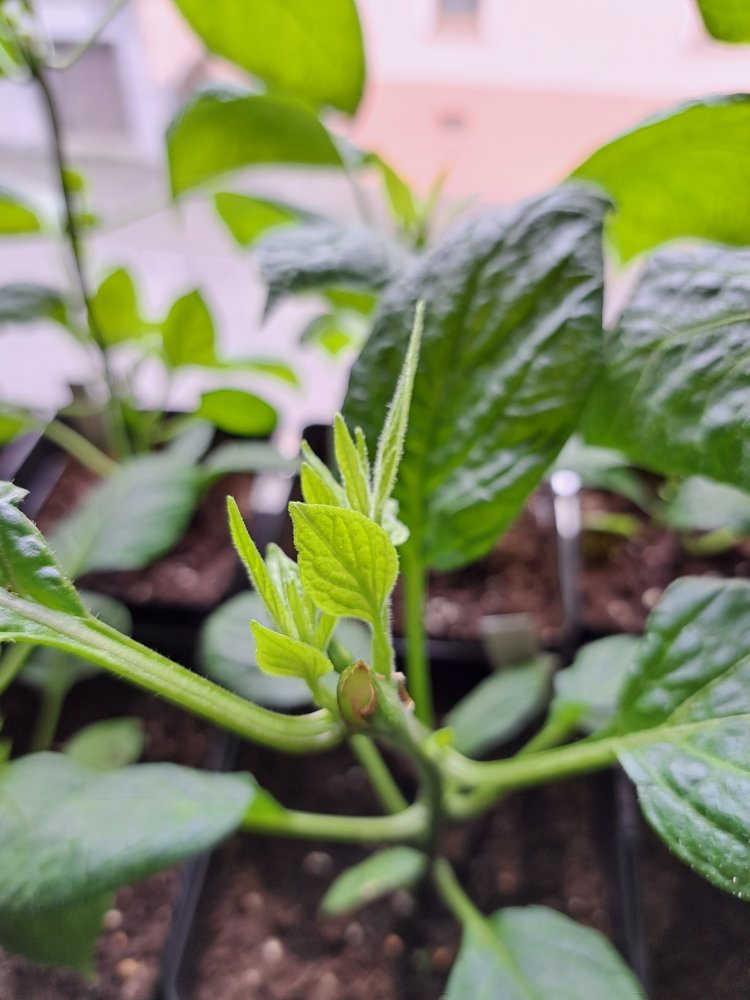 Rocoto 080423 02.jpg