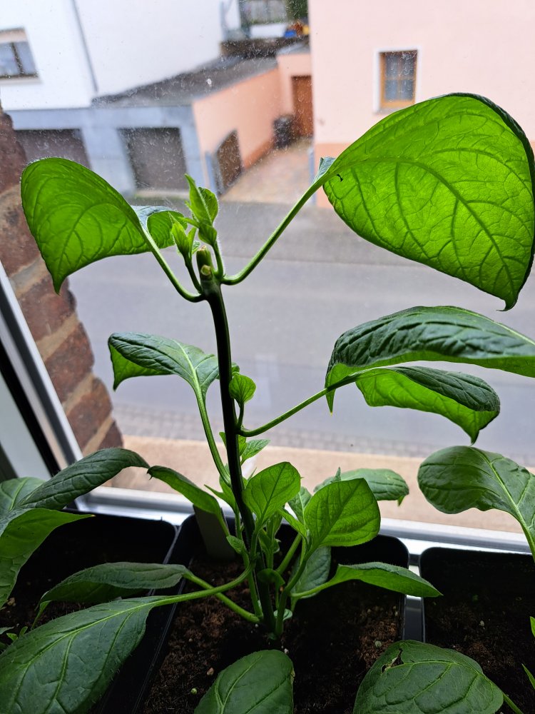 Rocoto 080423 03.jpg