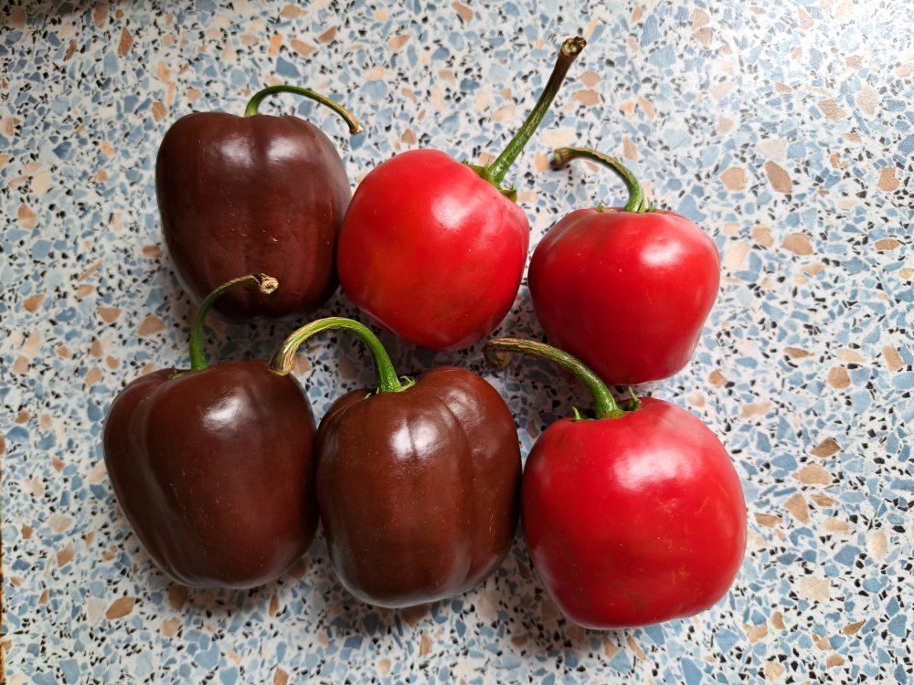 Rocoto 220823 01.jpg