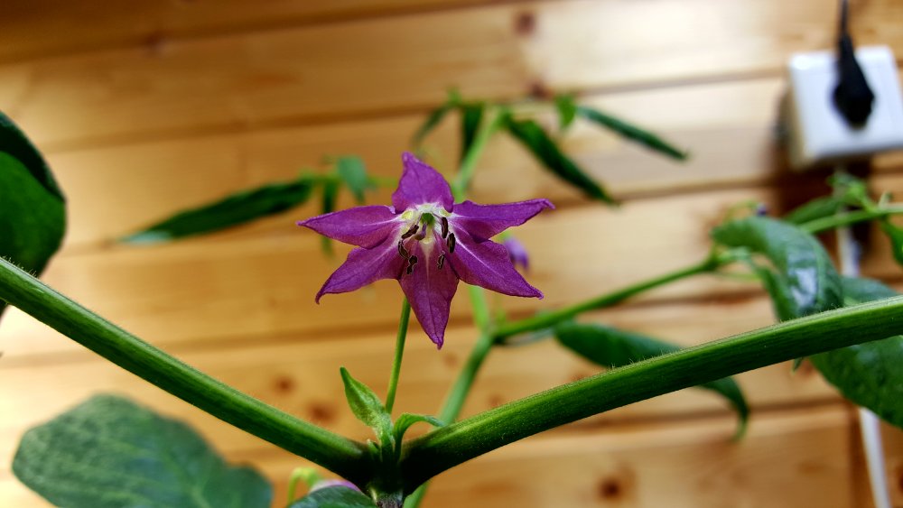 Rocoto Aji Largo