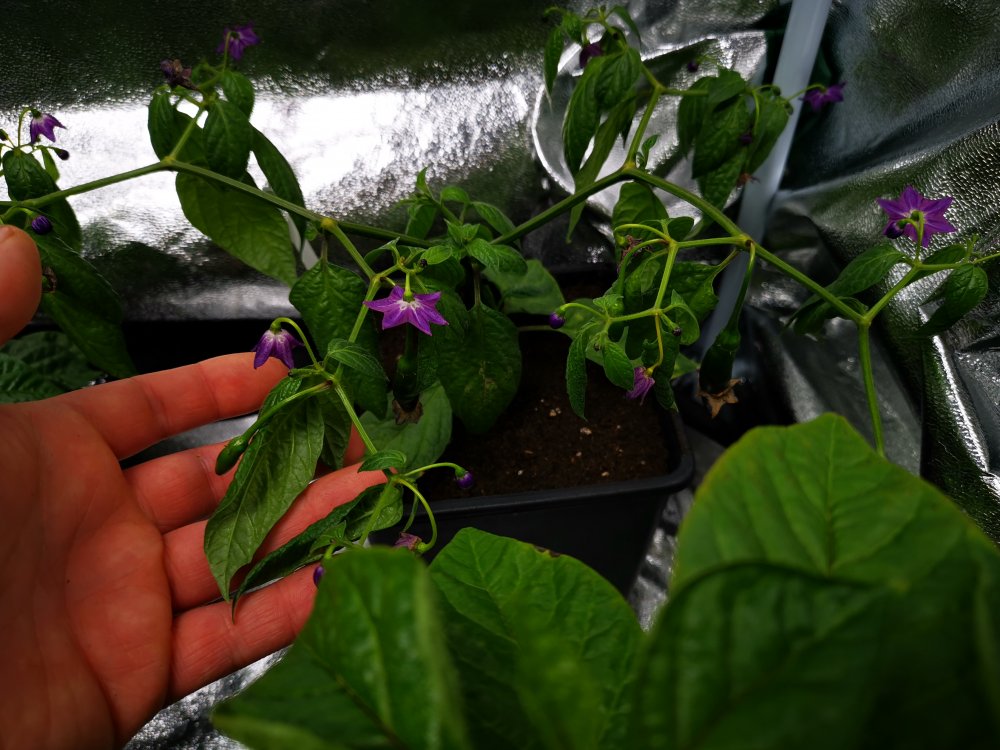 Rocoto aji largo1
