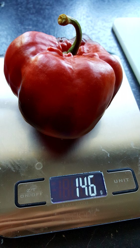 Rocoto Arequipa Giant | Chiliforum - Chili-Pepper.de