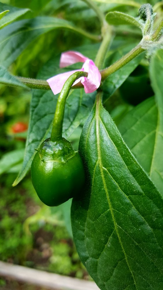 Rocoto Big Apple verhütet