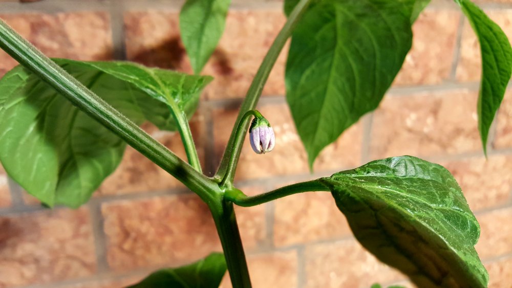 Rocoto Big Apple