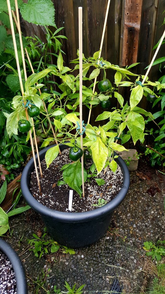 Rocoto Big Apple